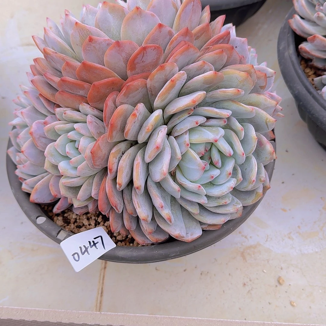 星*i0447橙子多肉植物