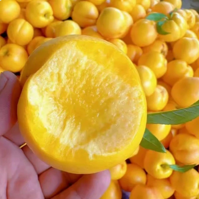 山东蒙阴黄金油桃现摘现发新鲜水果A