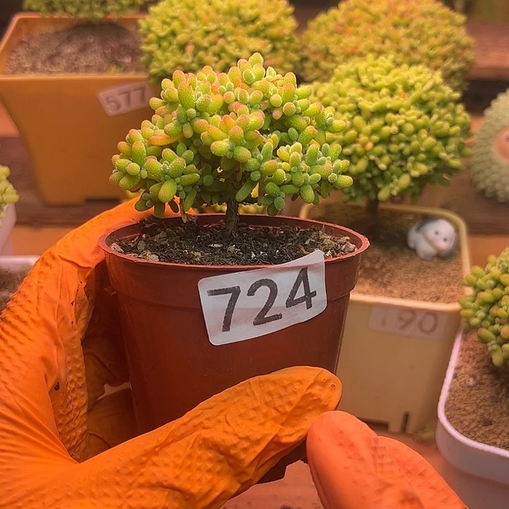 无花朵724蜜桔糖球