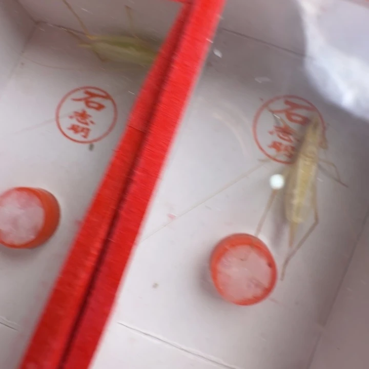 2只精品石杂青好看好听