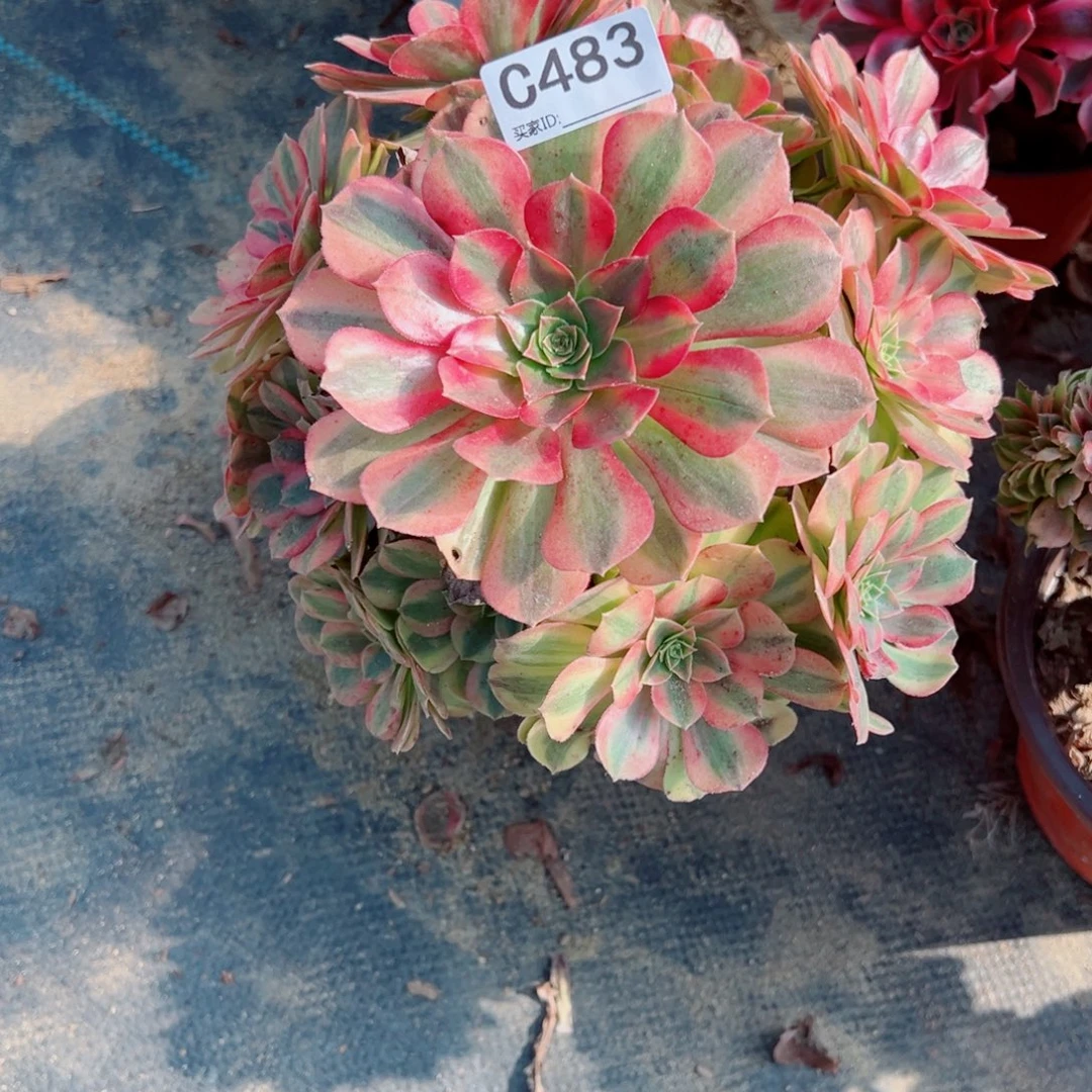 483雨荷多肉植物法师