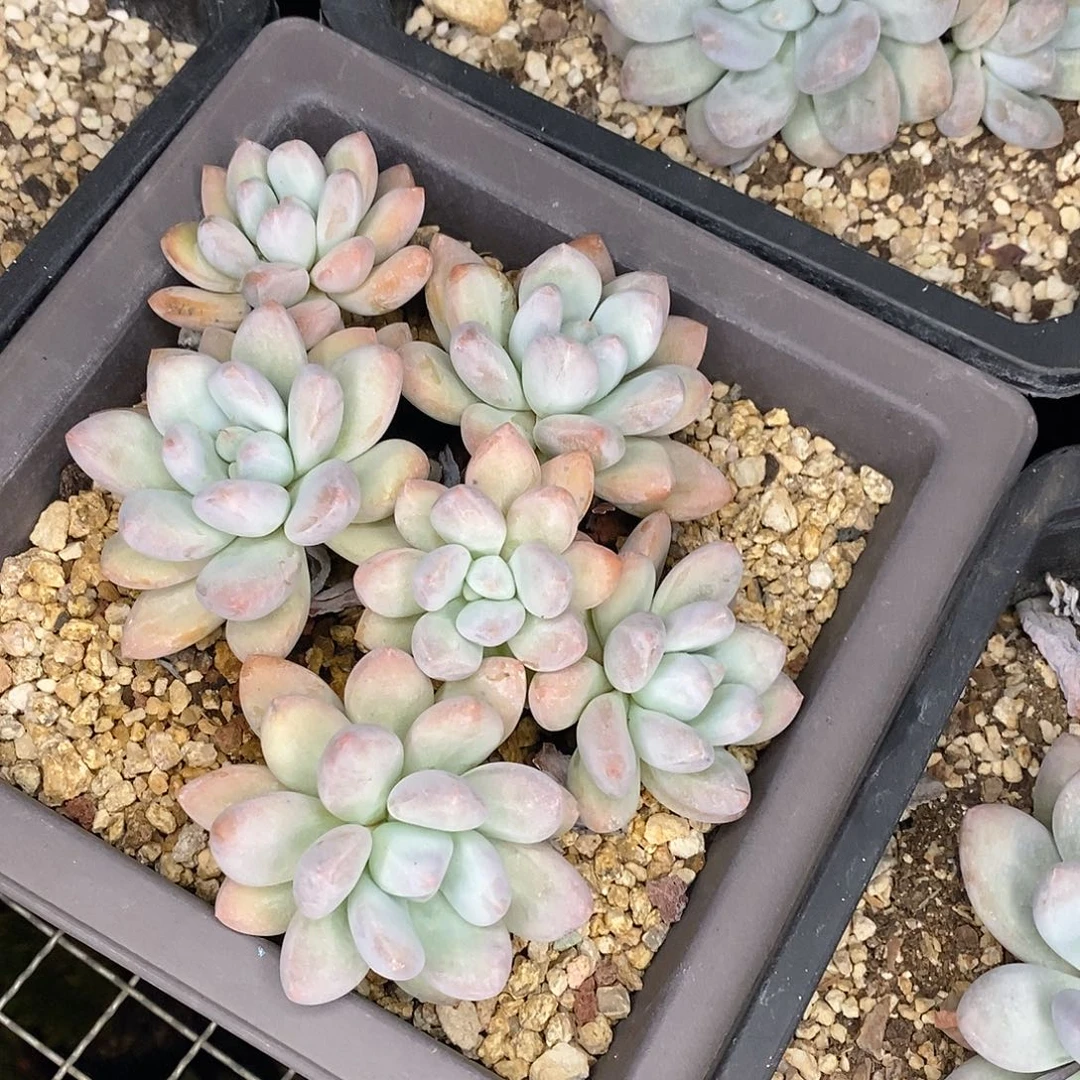 团。大黑方盆香水。福利多多