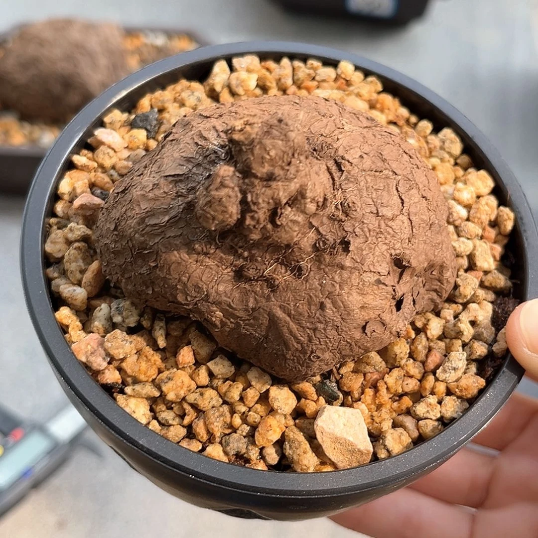 潮流植物一叶龟，圆润