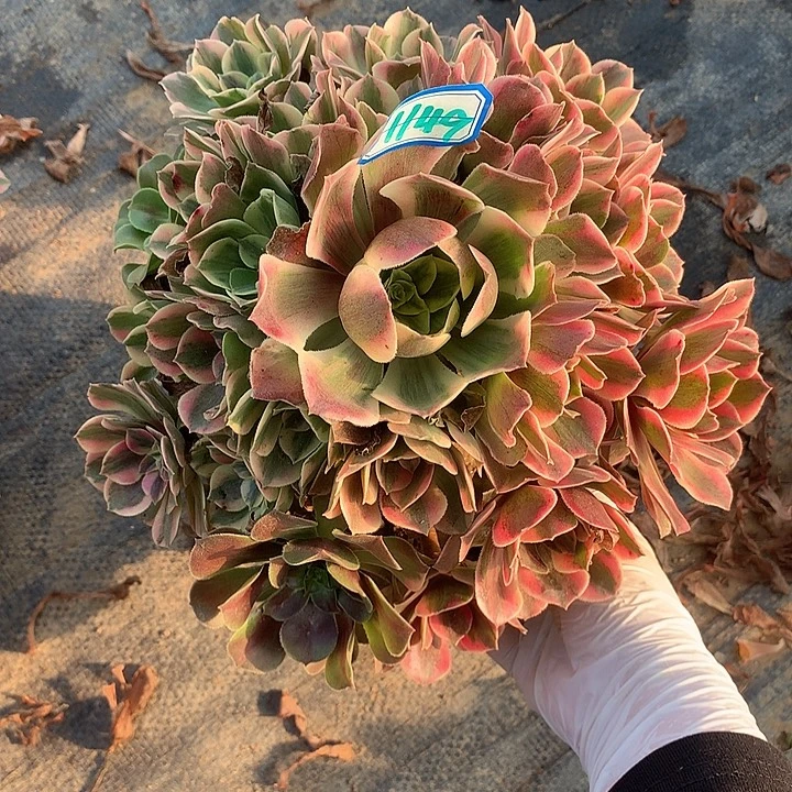 多肉植物女妖1149