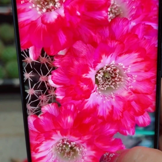 下57丽花世界小姐歪无根侧芽2一3公分左右