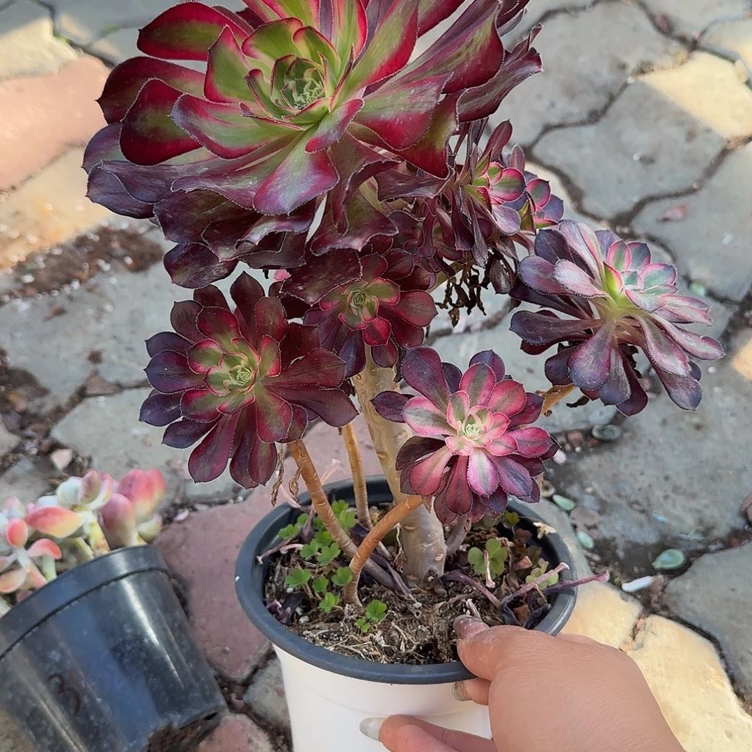 香奈儿法师多肉植物