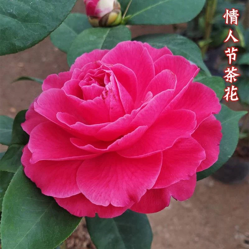 情人节嫁接苗茶花盆栽名贵品种稀有室内植物阳台花卉庭院绿植新品
