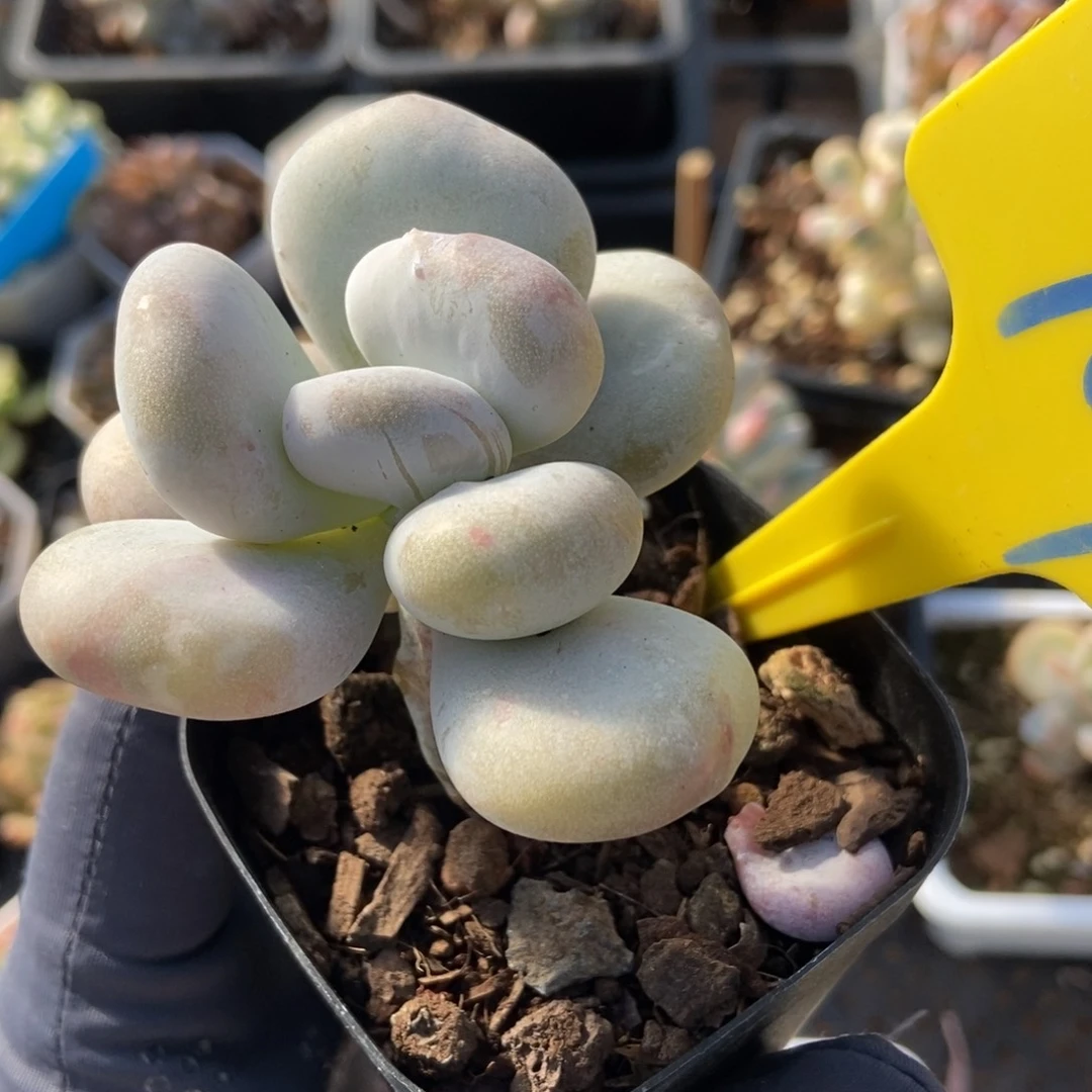 909奶酪石化多肉植物