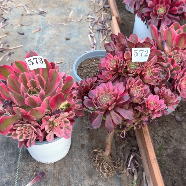 烟花组合法师573572