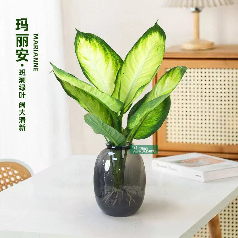 【水培玛丽安】绿植盆栽万年青水培土培室内办公室桌面高颜值清新