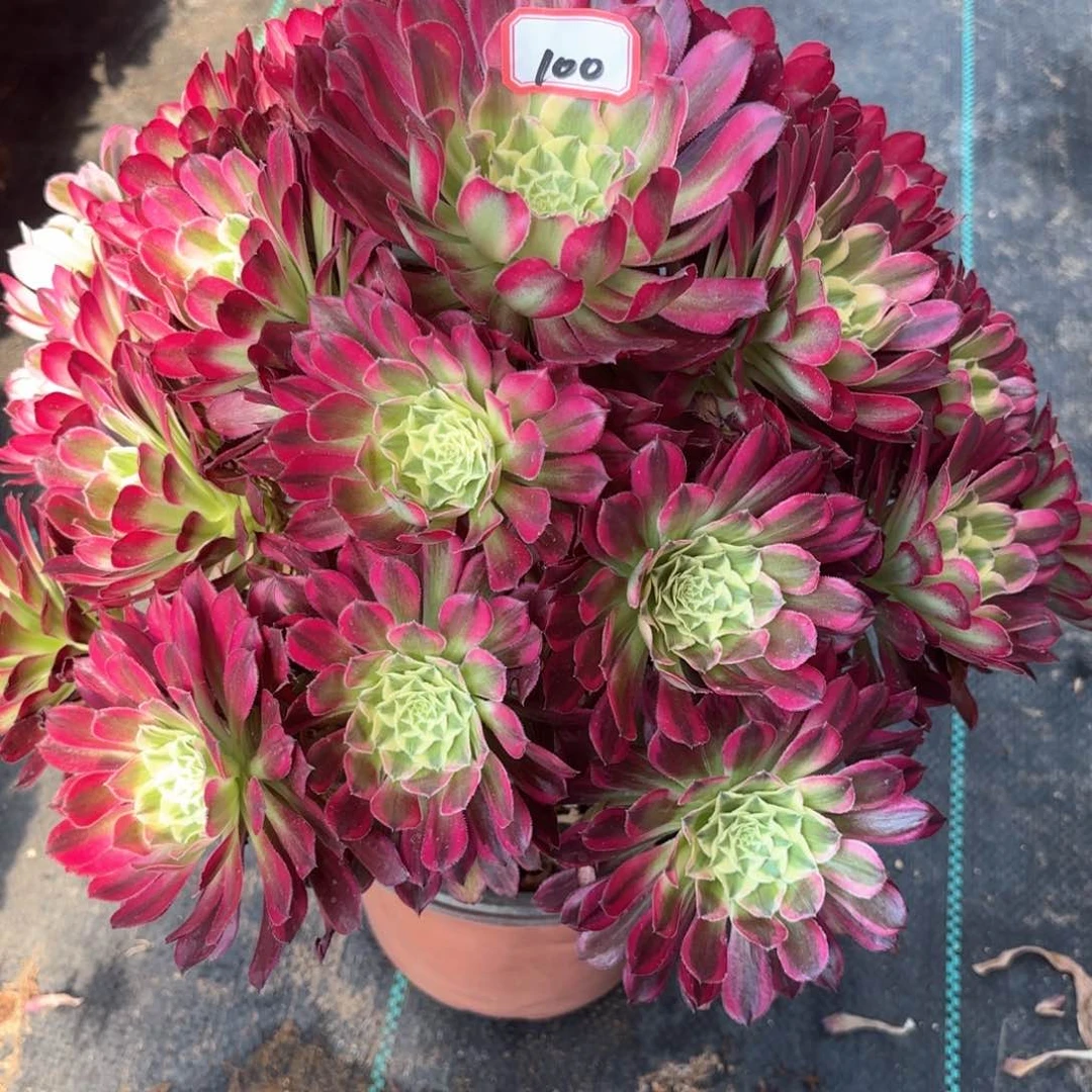 100天合多肉植物绿植