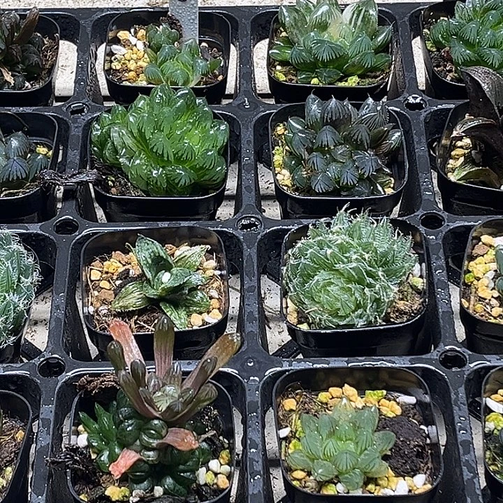 8 脱土发货8颗13.9包邮