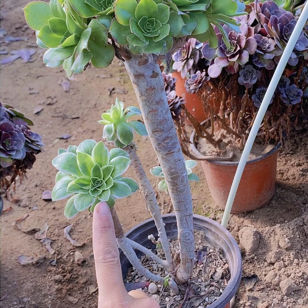 76 号一物一拍多肉植物