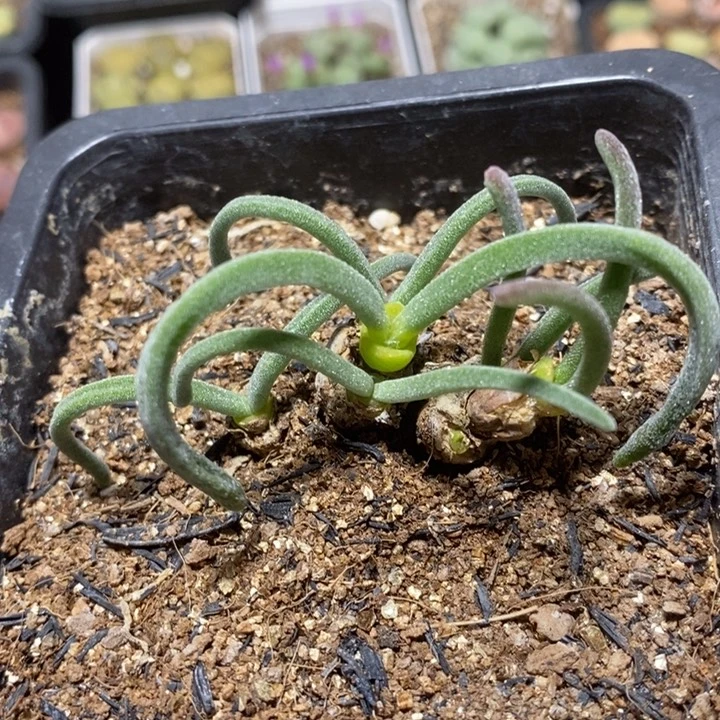 优选兔子6头特价秒