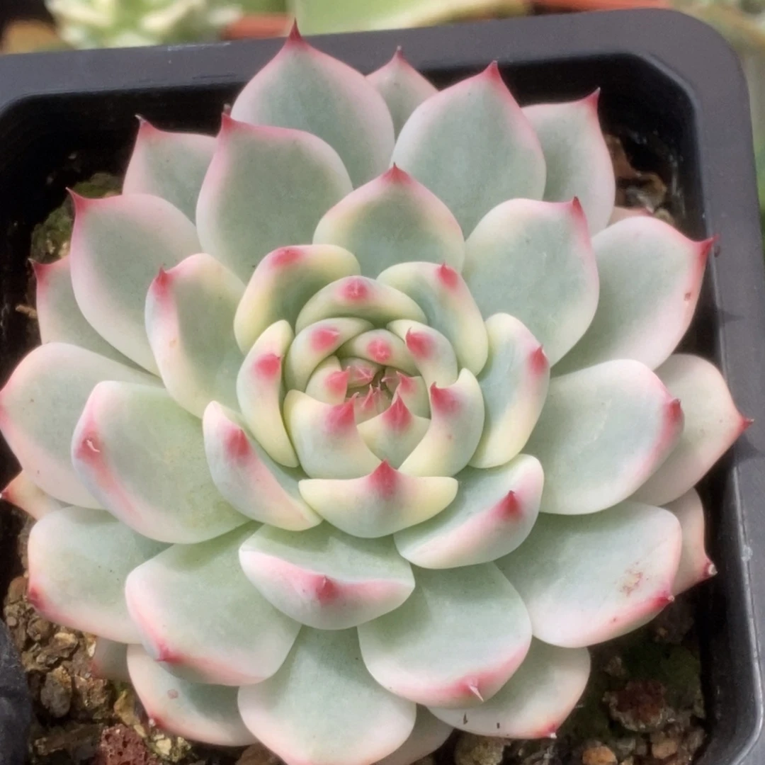 608锦锦锦锦锦锦锦锦锦