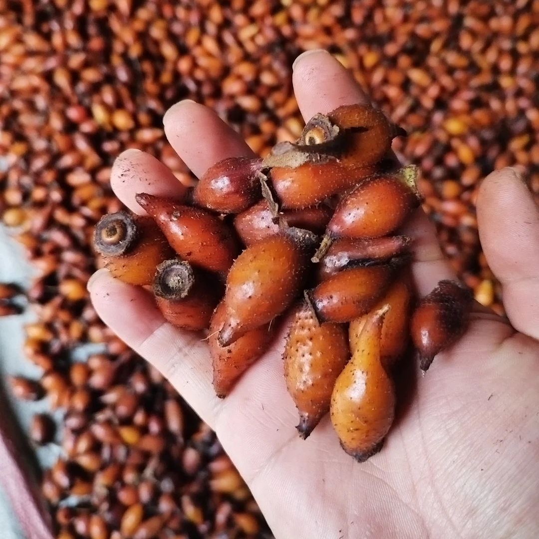 全红新鲜金樱子深山中药材男士泡酒金樱子干货2025年采金樱子鲜果