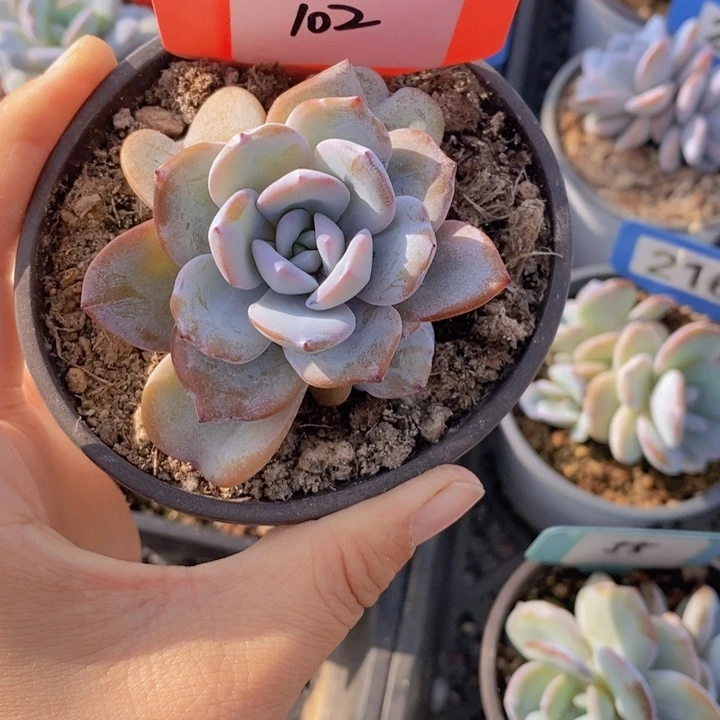 102号多肉植物奶茶7头