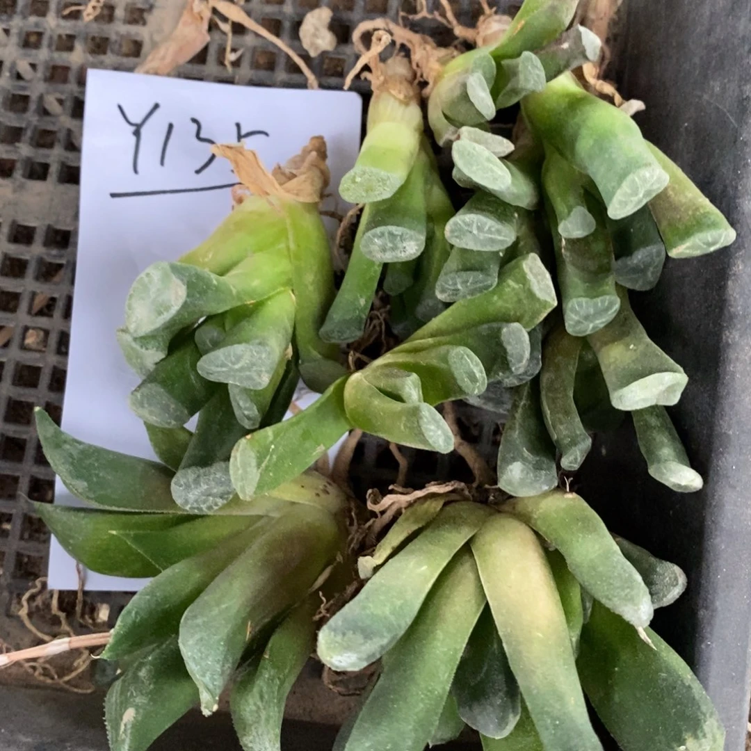 斯***3135 一组福利。