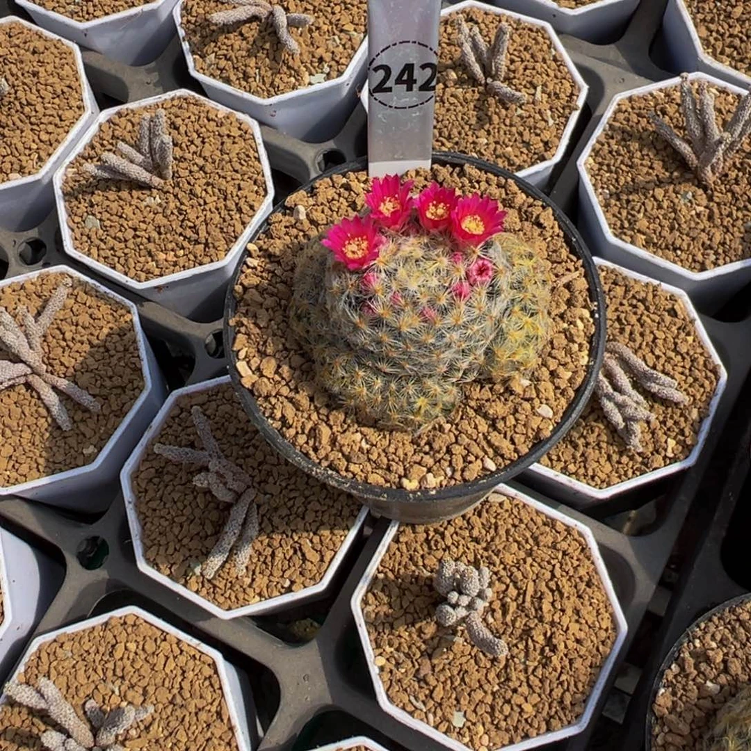 母***铃242实生根明星丸多肉植物