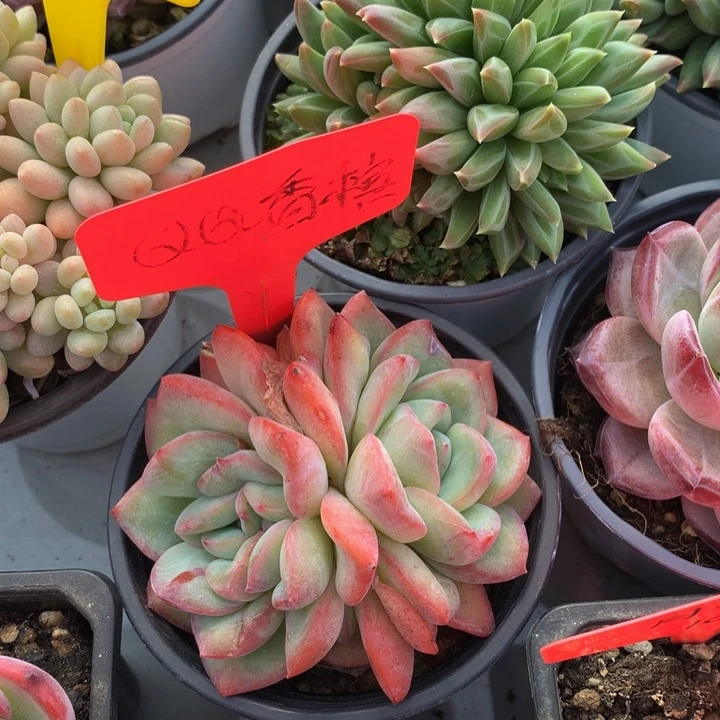 多体系和欧627273737