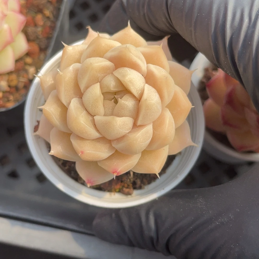 优选麦秆小精品2156