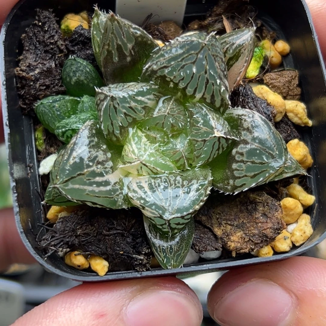 42巨大化楼兰玉露锦一物一拍