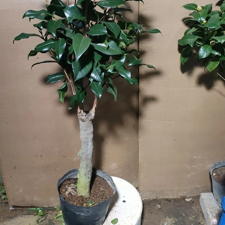 799康乃卢馨 原盆原土发货了，不包邮