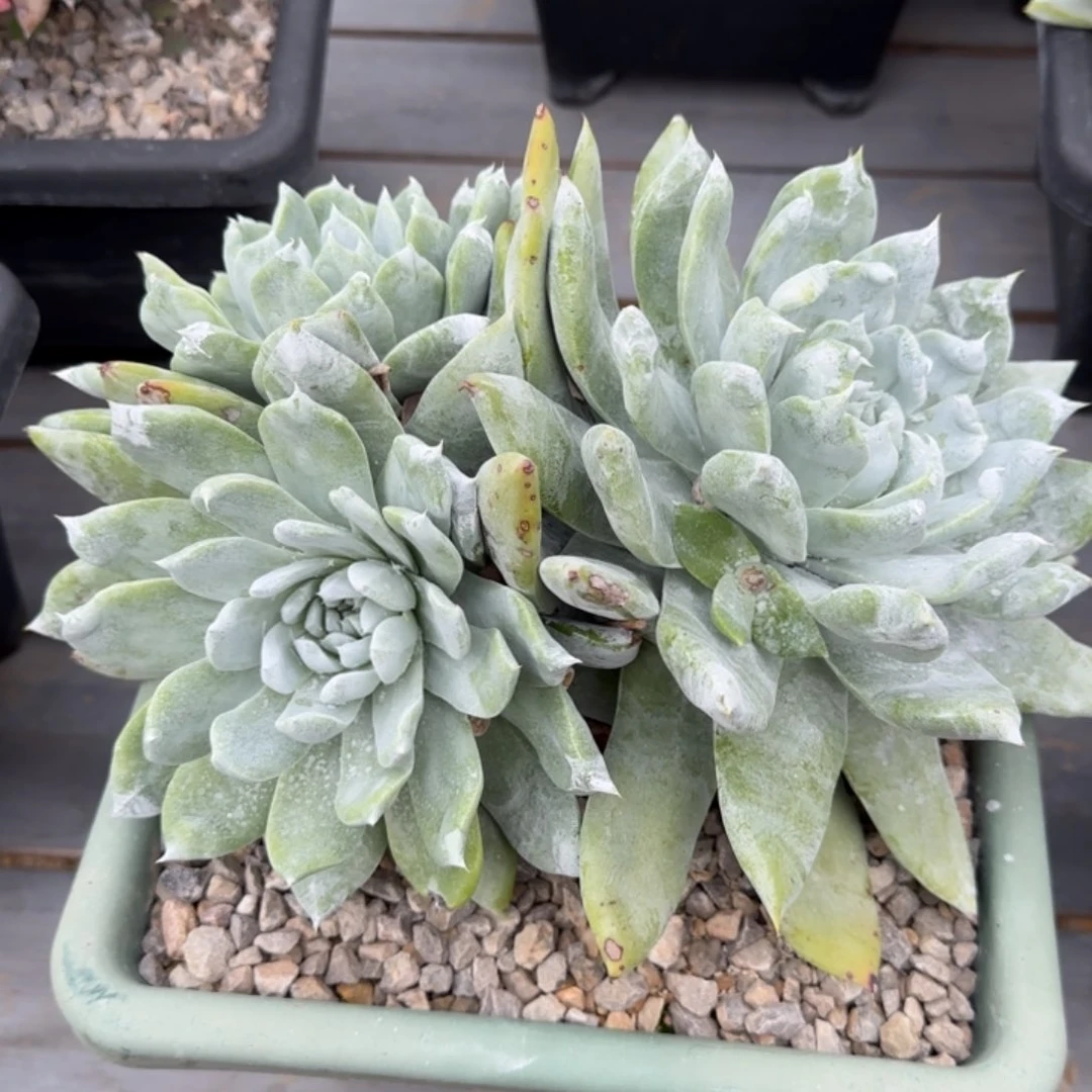 晨***✨晨曦姐赛琳啊