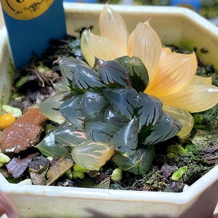 683双头水中月一物