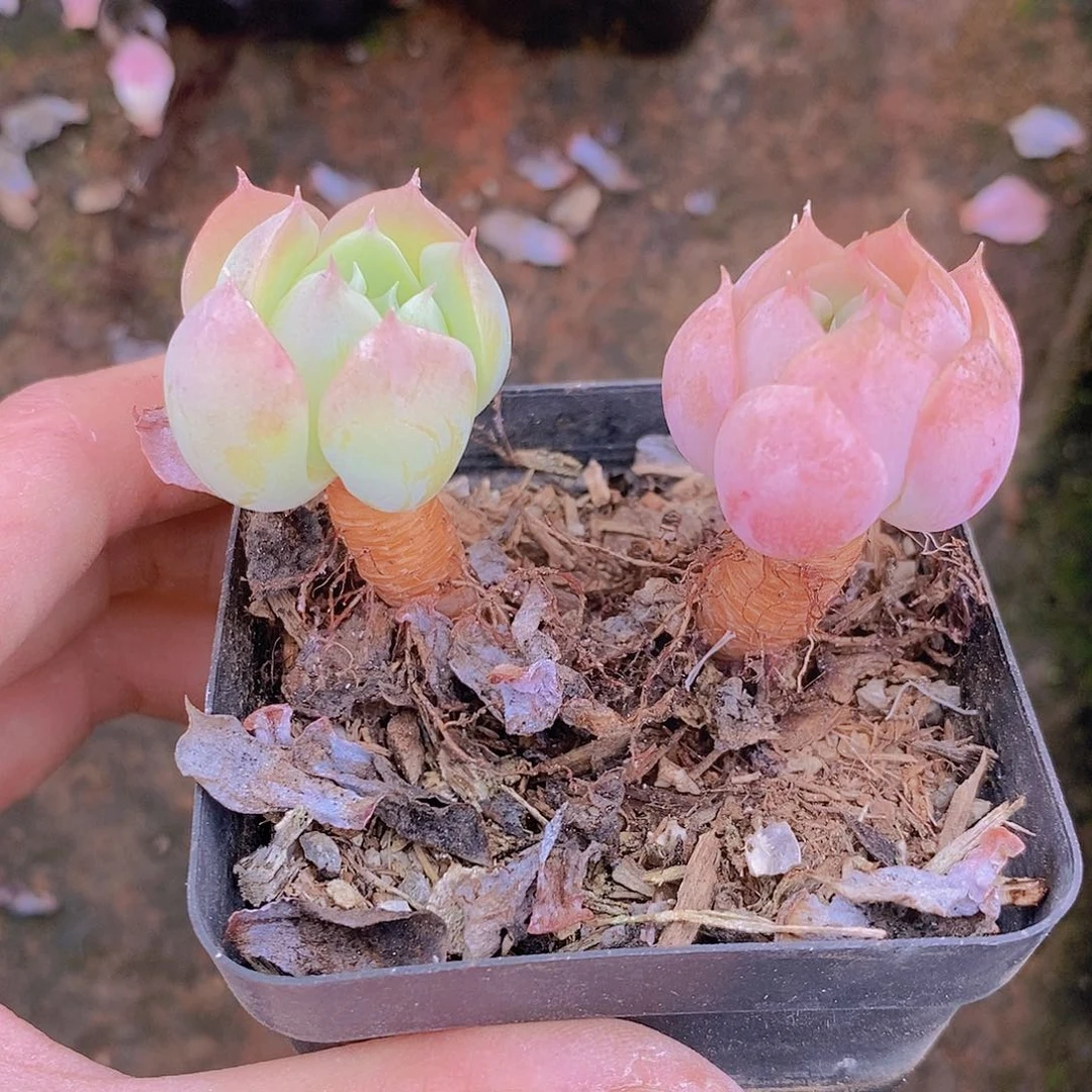 嘟*_1214多肉植物老桩