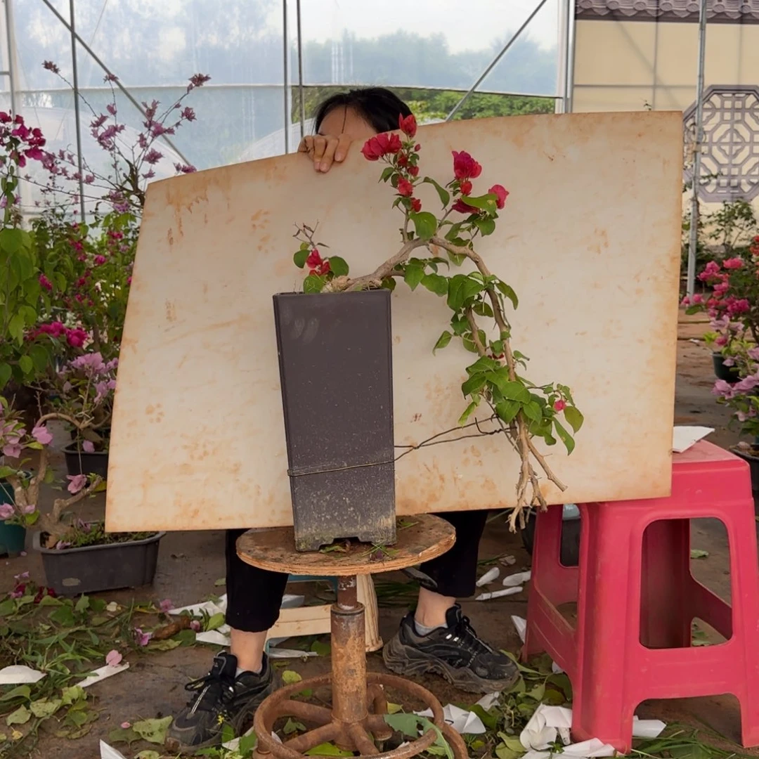 大部分花苞少量开放同安红 78 木