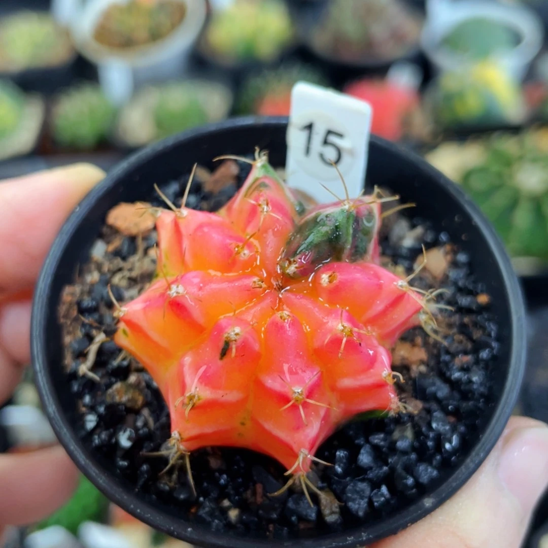 盆5公分满25包邮裸根发货