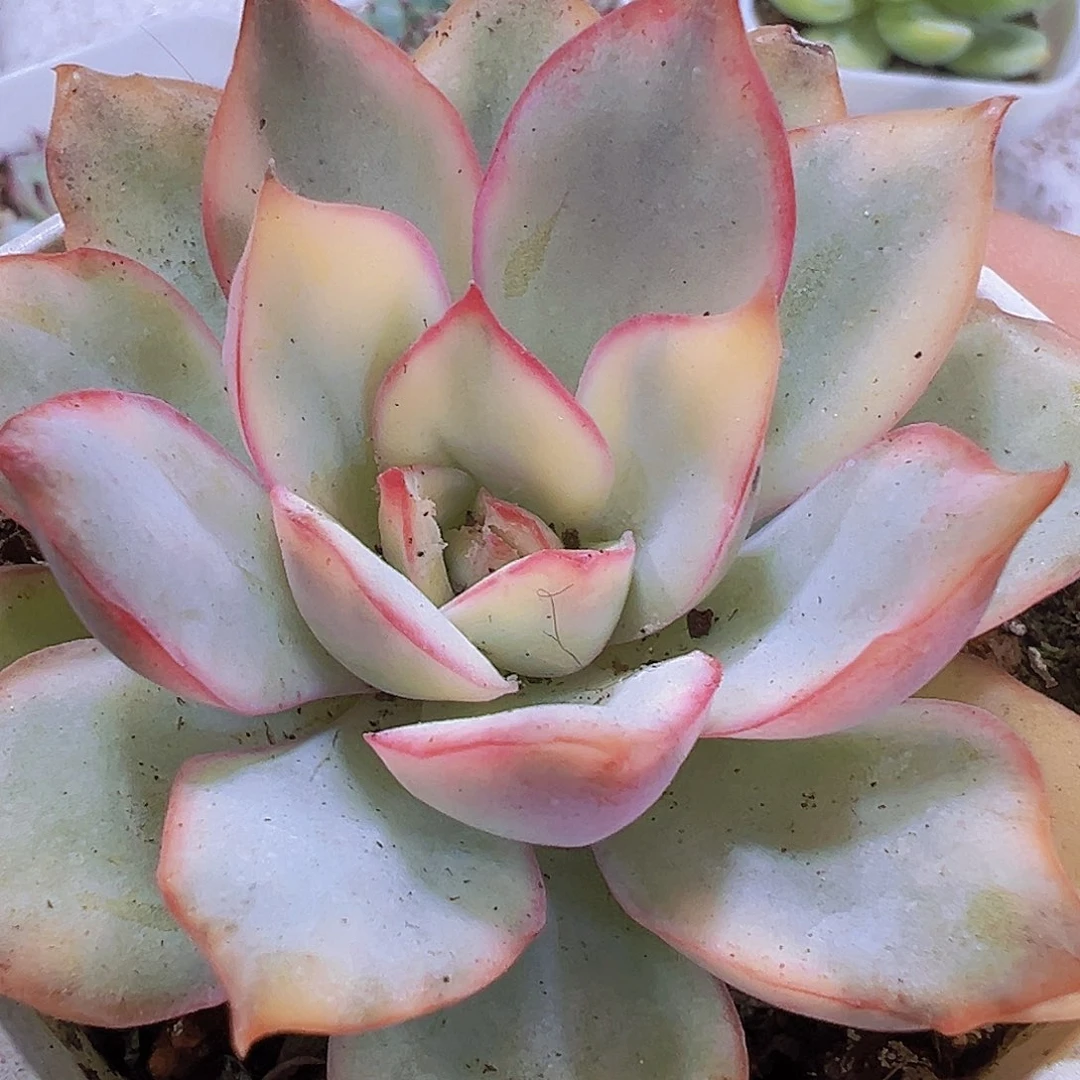 月光女神锦9.9包邮