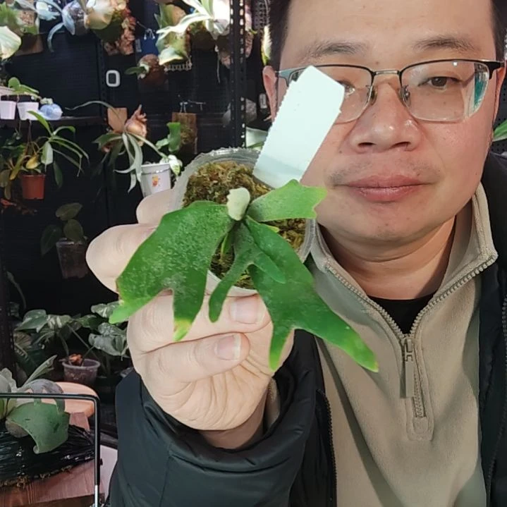 侏儒玉女鹿角蕨446