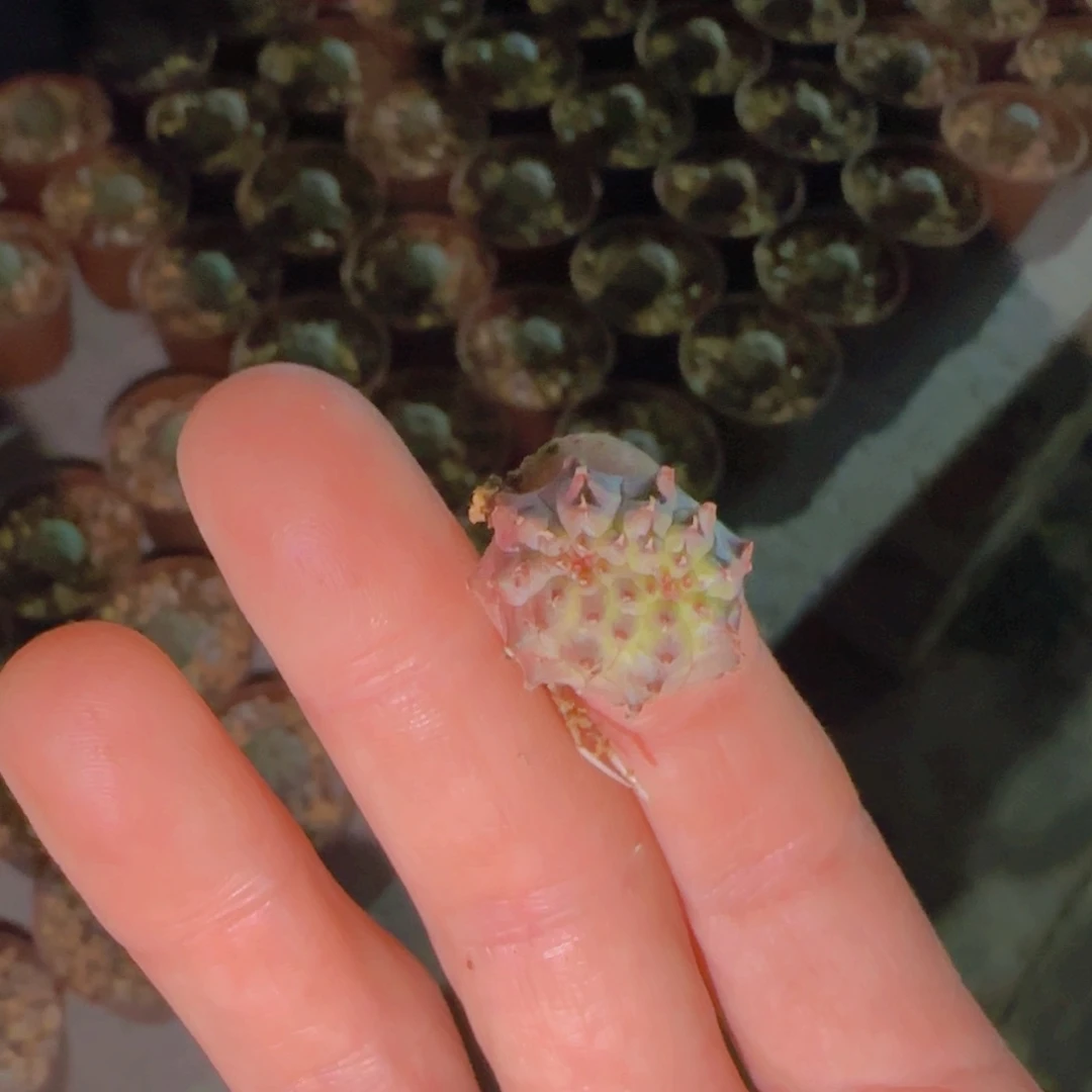 K***n块根植物块根植物块根