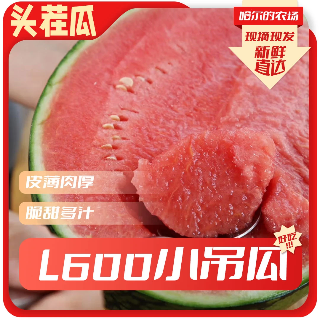 【头茬甘肃】L600吊秧小西瓜水果（现摘现发）2-14斤新鲜西瓜同城配甘肃省
