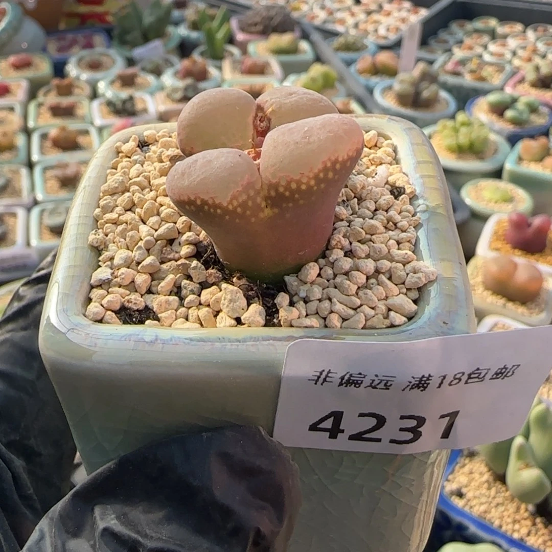 4231--一物一拍 带盆