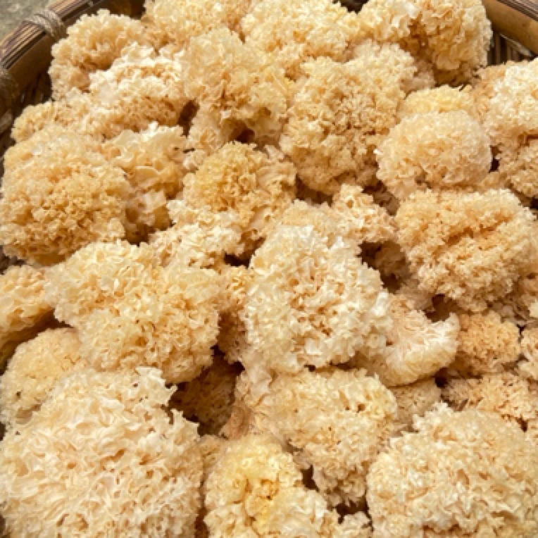 云南农家山货 银耳