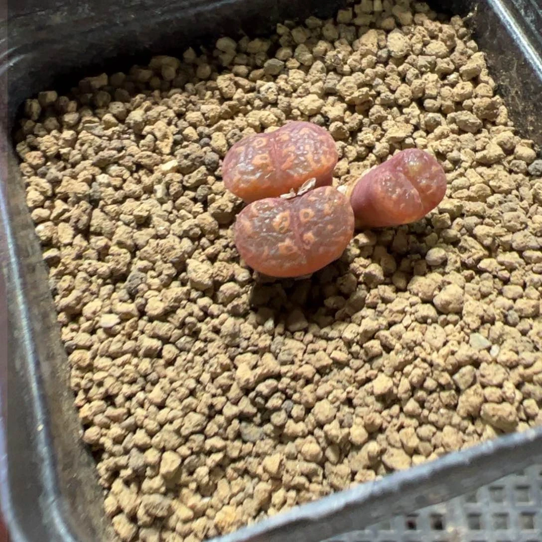 11-39鱼子酱勋章多肉植物