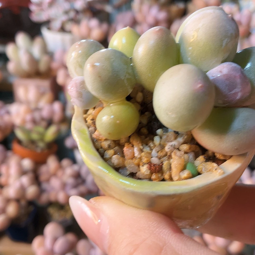 土***核多肉植物的生长发育和