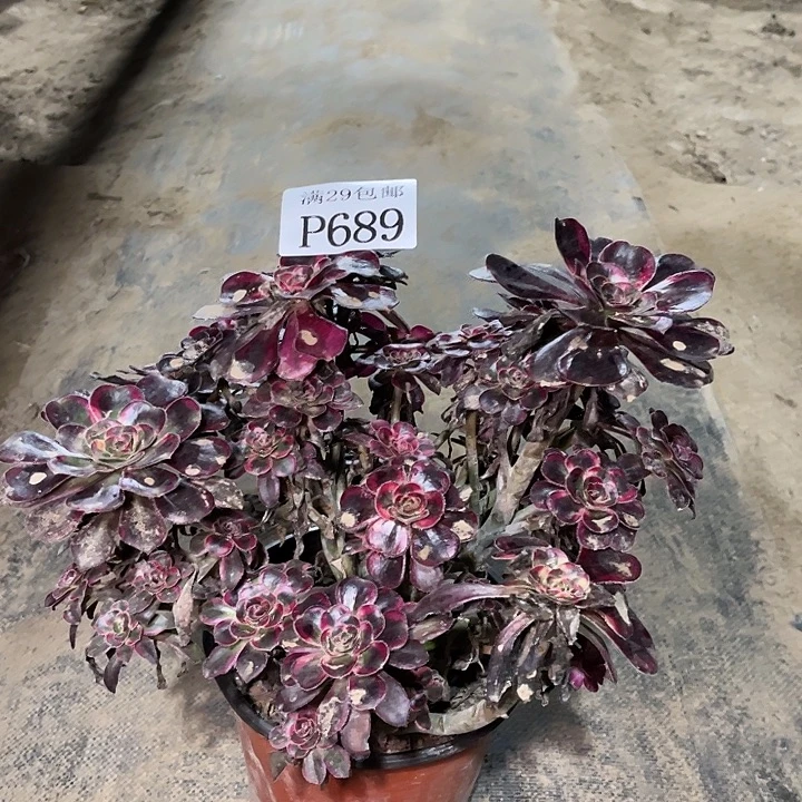 689丽娜多肉植物