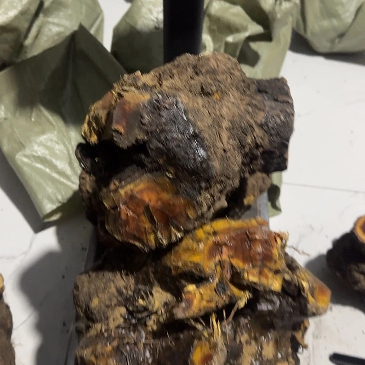 山***松香榧木火琉璃的故事是一个