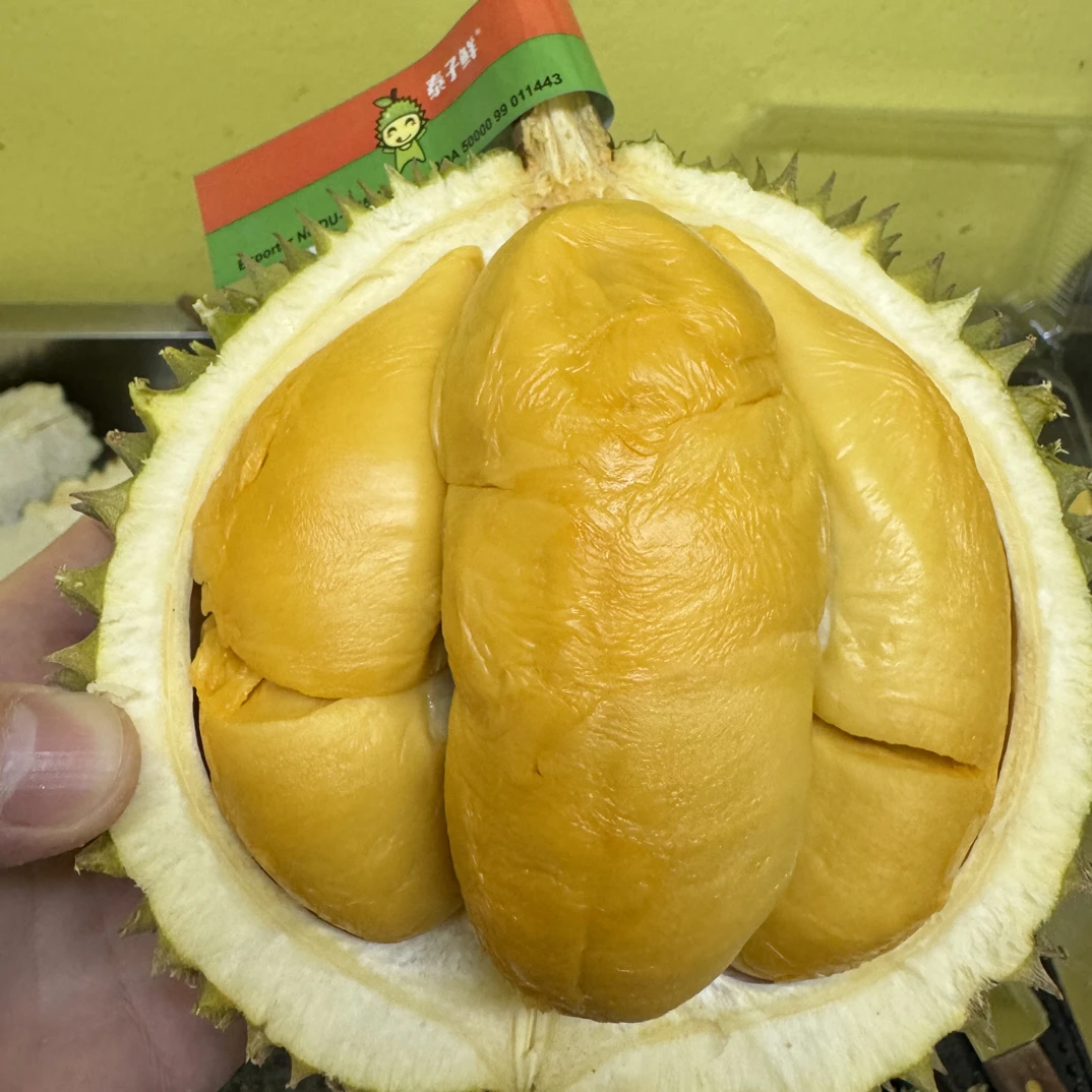 Mini X 泰国小品种长柄，托曼尼，黑刺预计7号左右发货