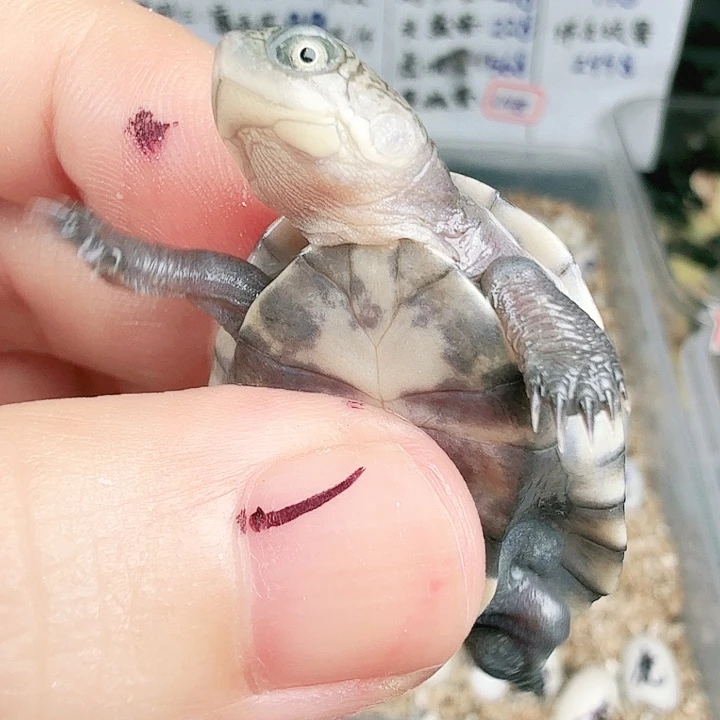 不分公母蛋龟西非118