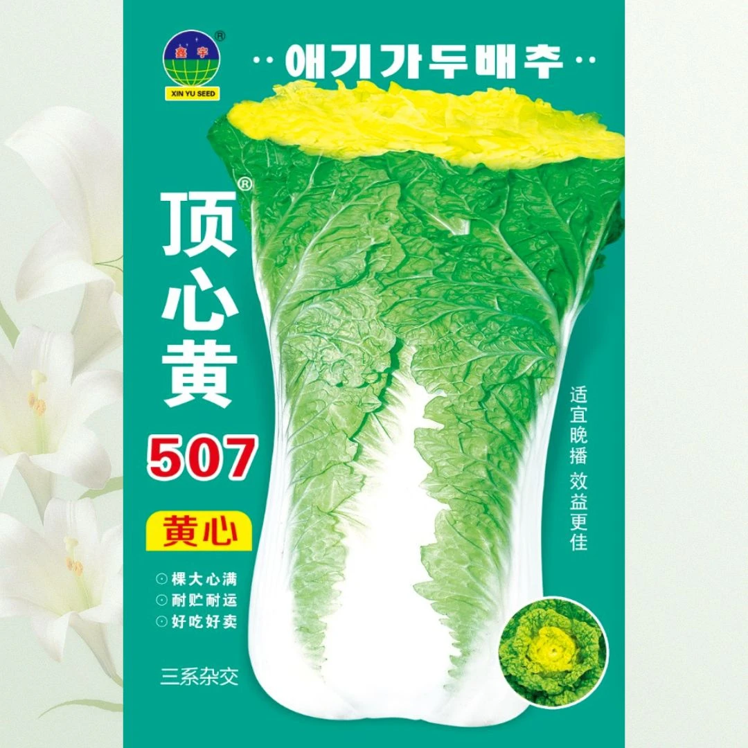 顶心黄507白菜种子
