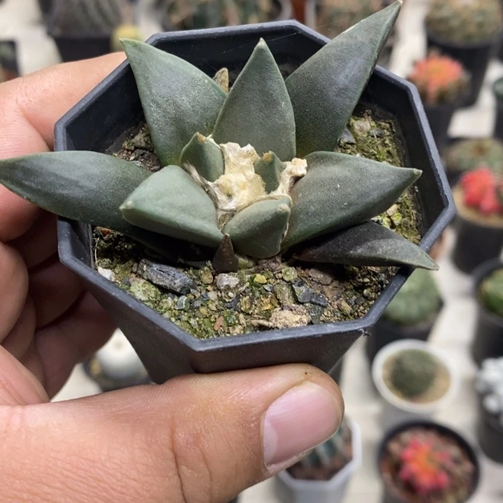 大号岩牡丹特价福利3