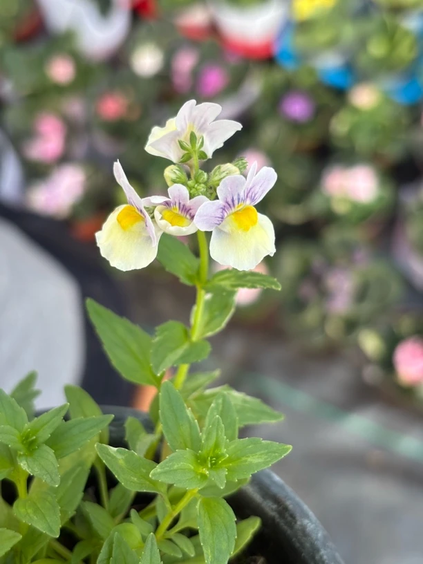 龙面花&阿西的花房