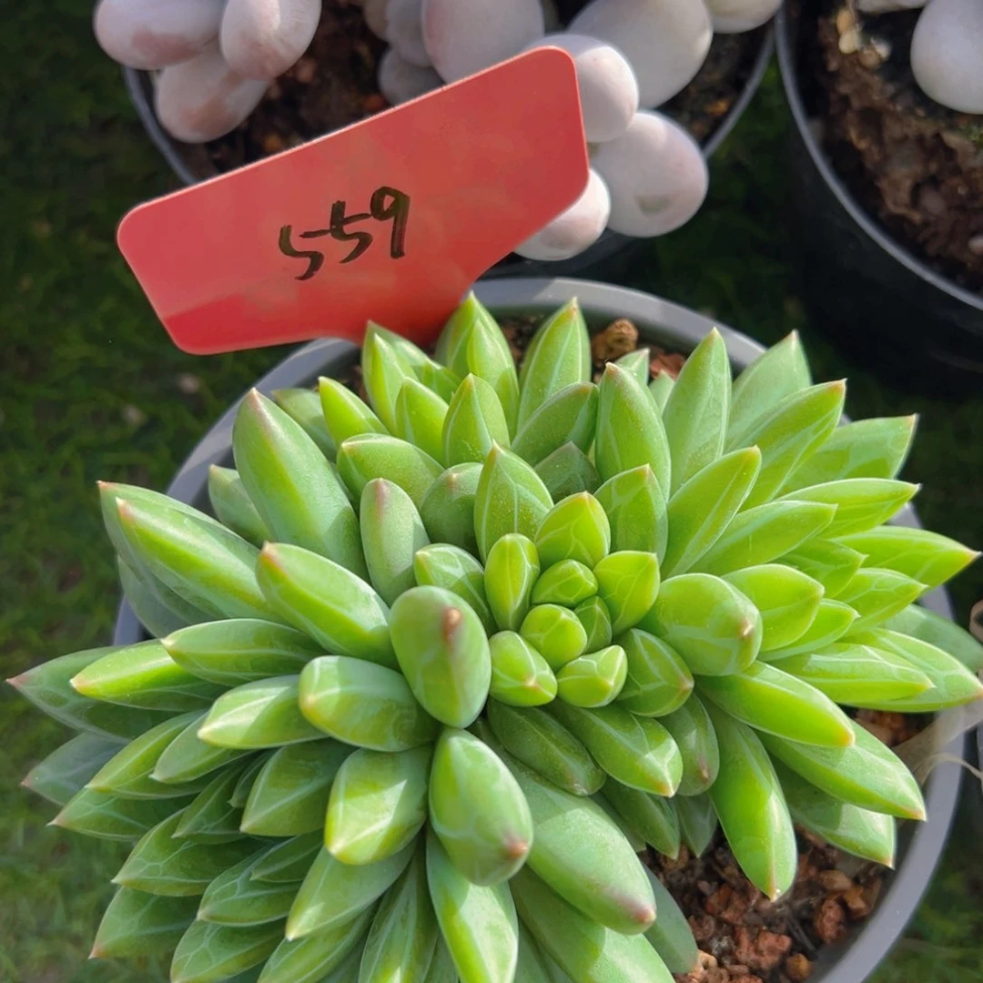 福利来了来了来了来啦来了