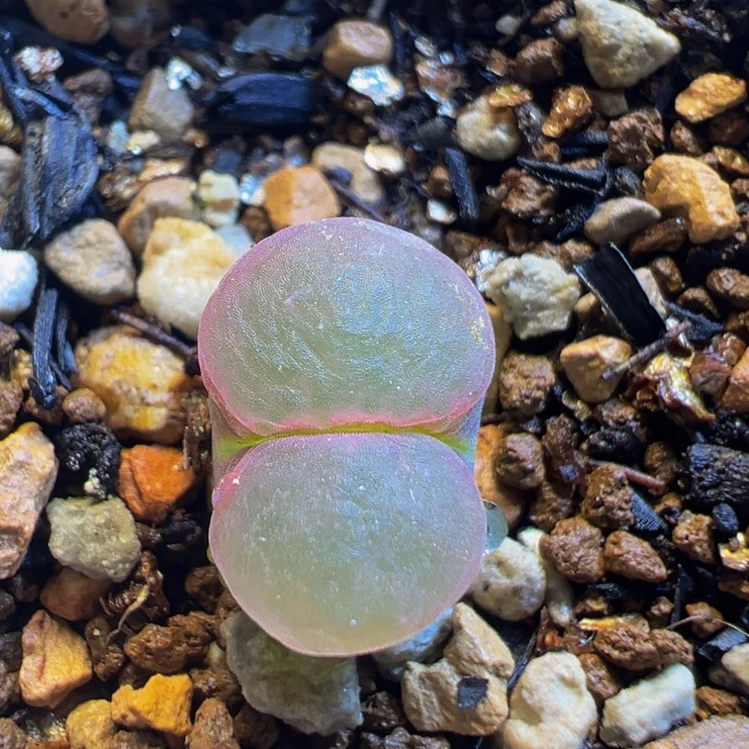 313多肉植物百科知识