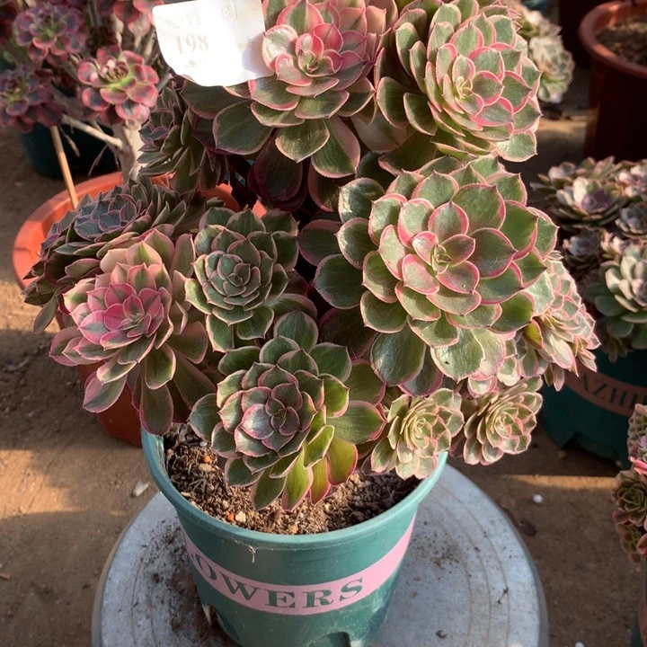 198莲花座多肉植物特价